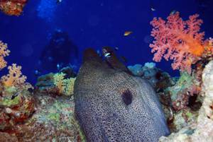 Egypt Moray